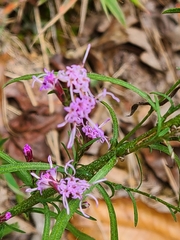 Liatris squarrosa