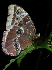 Morpho helenor montezuma