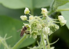 Apis cerana japonica