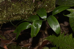 Geitonoplesium cymosum