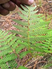 Pteridium aquilinum feei