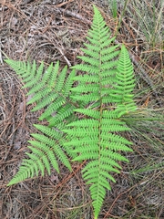 Pteridium aquilinum feei