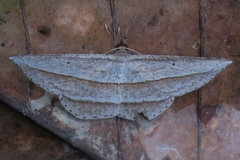 Heteralex rectilineata