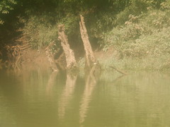 Graptemys geographica