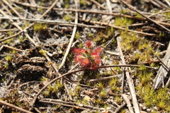 Drosera roseana