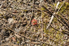 Drosera roseana