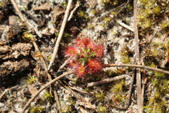 Drosera roseana