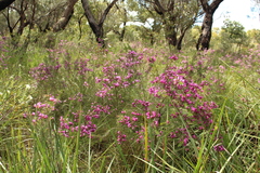 Gompholobium scabrum