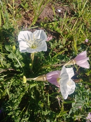 Oenothera acaulis