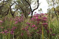 Gompholobium scabrum