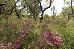 Gompholobium scabrum