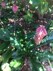 Veltheimia