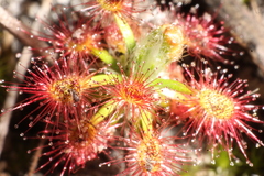 Drosera roseana