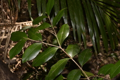 Syzygium australe