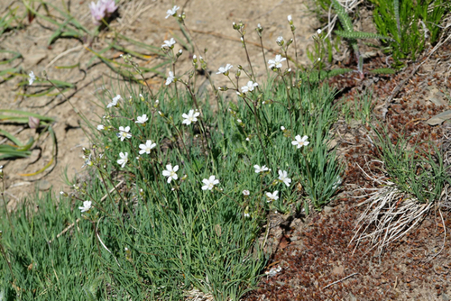 Eremogone capillaris var. americana