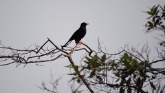 Turdus serranus