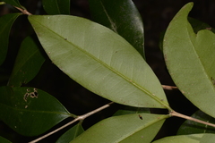 Syzygium australe