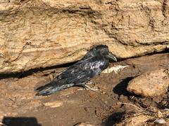 Corvus corax kamtschaticus
