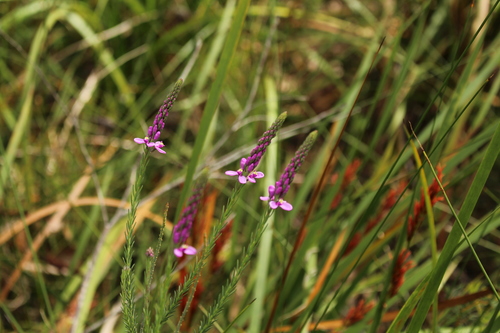 Image of Liniment Plant by (c) Em Lamond, some rights reserved (CC BY)