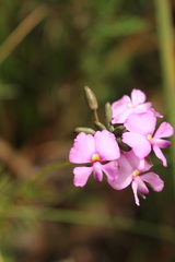 Gompholobium venustum