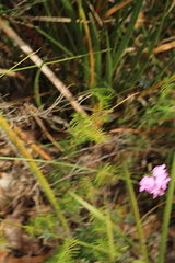 Gompholobium venustum