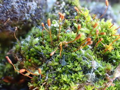 Tortula hoppeana