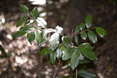 Syzygium australe