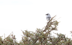 Lanius excubitor elegans