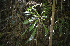 Anopterus macleayanus