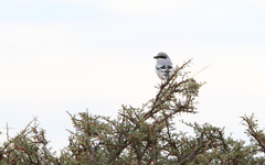 Lanius excubitor elegans