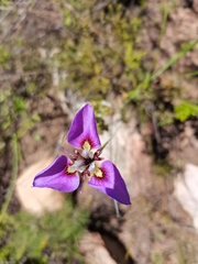 Moraea caeca