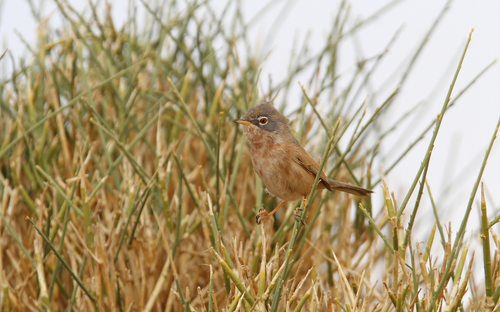 Tristram's Warbler (Curruca deserticola), photo 9