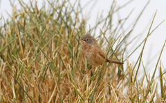Curruca deserticola