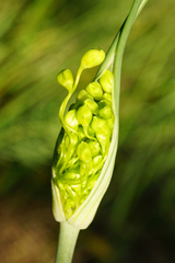Allium flavum