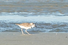 Charadrius collaris