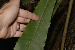 Anopterus macleayanus