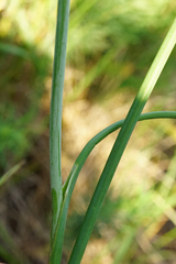Allium flavum