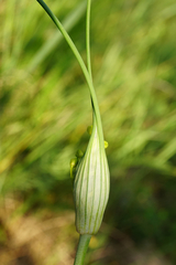 Allium flavum
