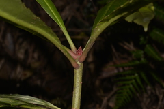 Anopterus macleayanus