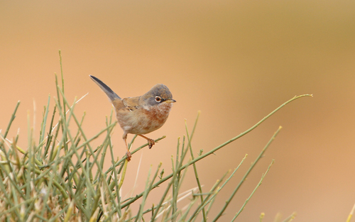 Foto de Tristram's Warbler