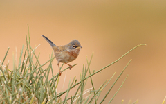 Curruca deserticola