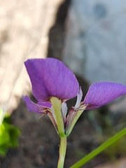Moraea caeca