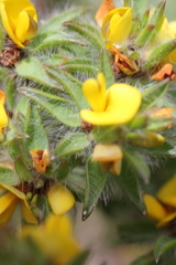 Pultenaea involucrata