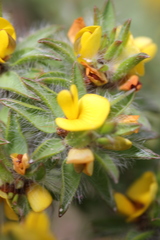 Pultenaea involucrata