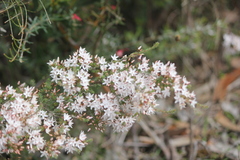 Calytrix tetragona