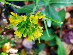 Erysimum cheiranthoides