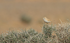 Curruca deserti