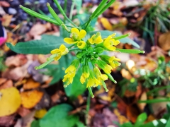 Erysimum cheiranthoides