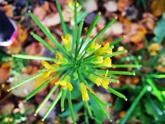 Erysimum cheiranthoides
