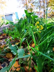 Erysimum cheiranthoides